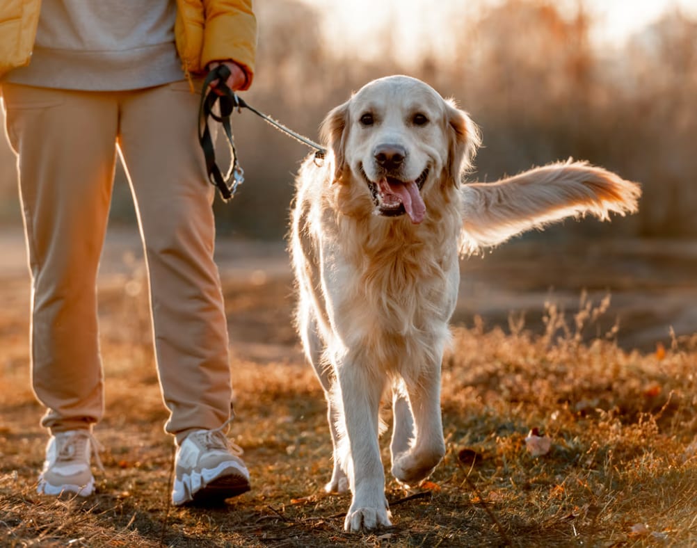Working animal, Pet Supply, Golden Retriever, Dog, Carnivores, Leash, Snout, Fur, Collar