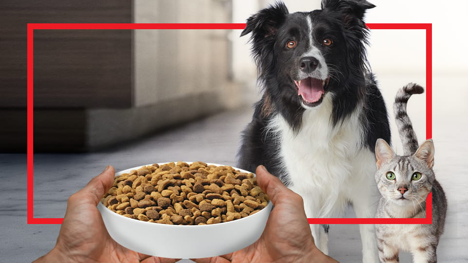 Animal feed, Pet supply, Food, Dog, Cat, Carnivore, Ingredient, Plant