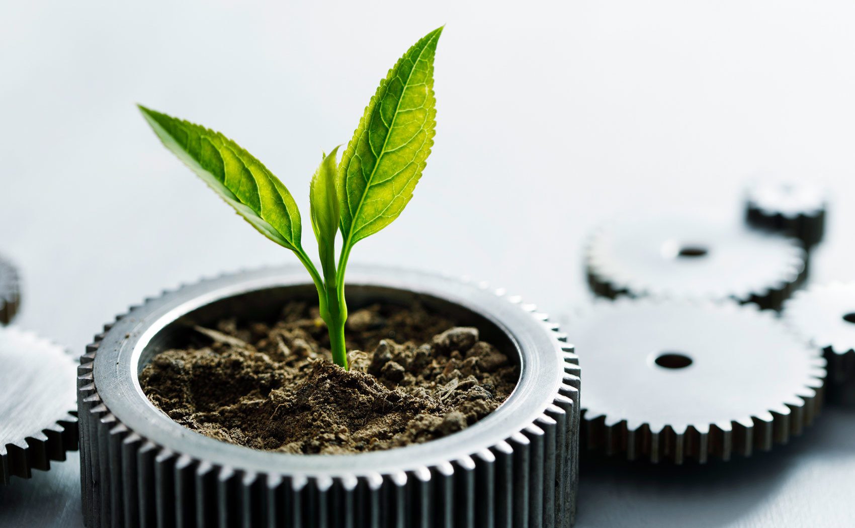 Terrestrial plant, Houseplant, Flowerpot