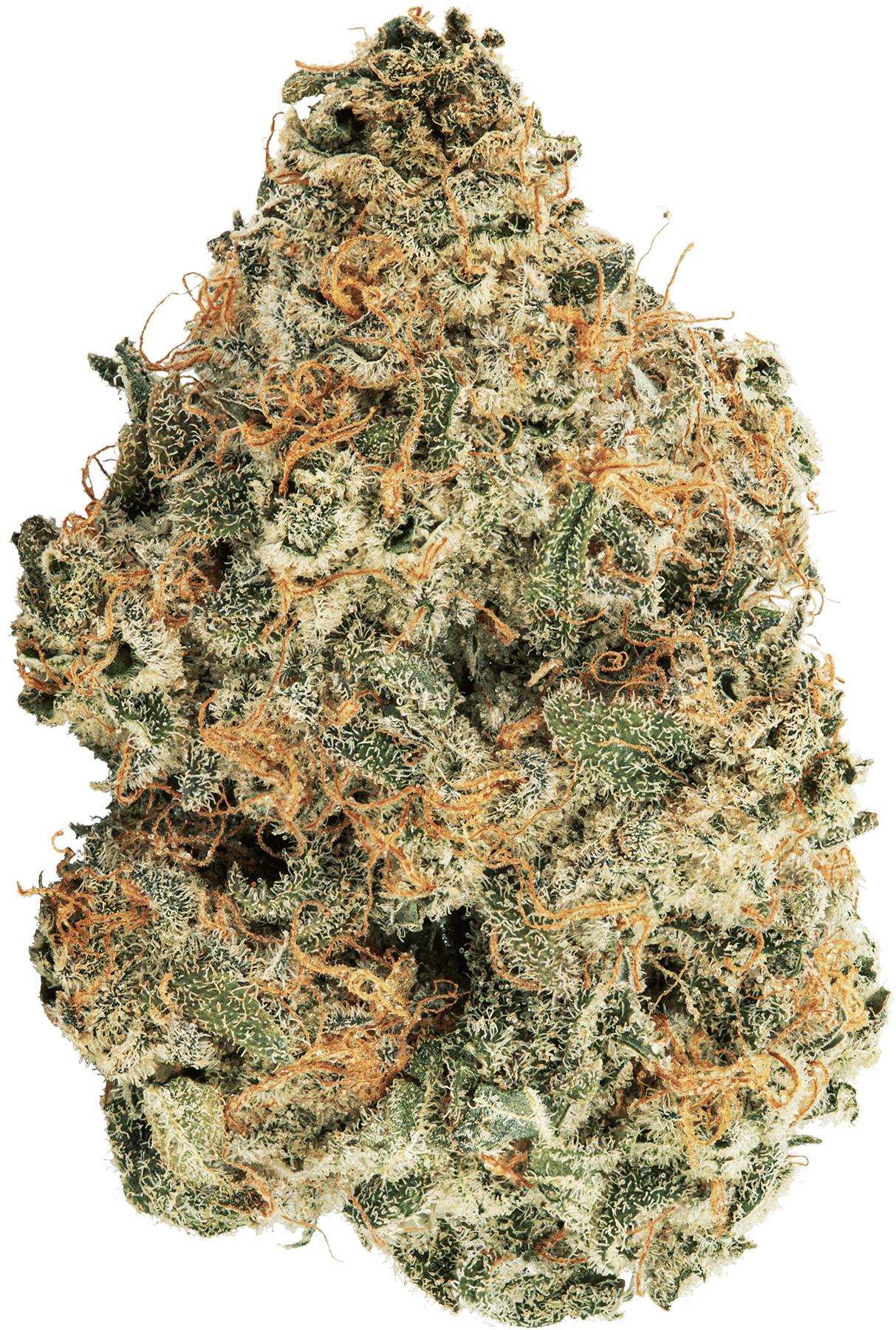 A single Purple Punch Out bud.
