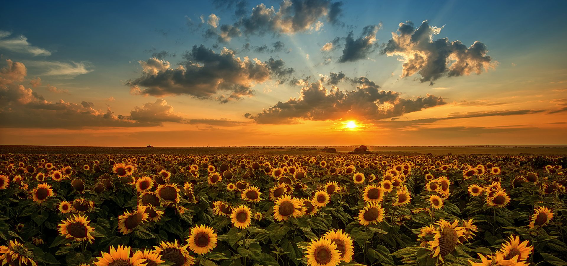 Cloud, Sky, Plant, Flower, Light, Sunlight, Dusk, Agriculture, Horizon, Morning