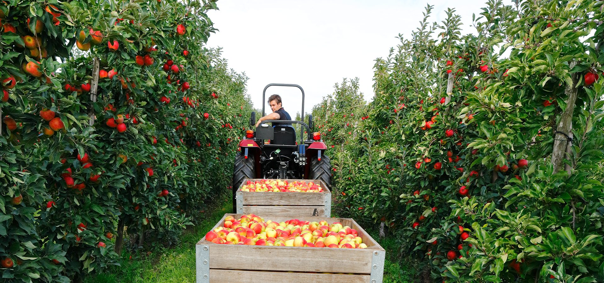 Natural foods, Plant, Wheel, Food, Fruit, Sky, Botany, Tree, Vehicle, Grass