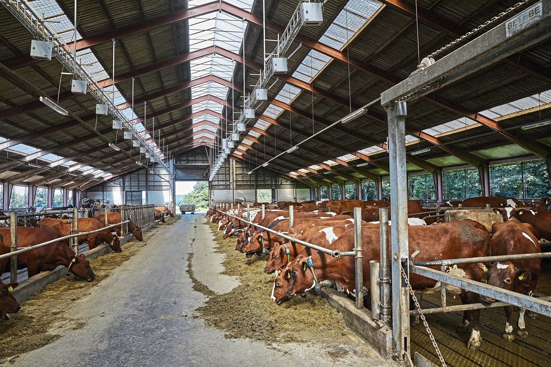 Working animal, Building, Wood, Beam