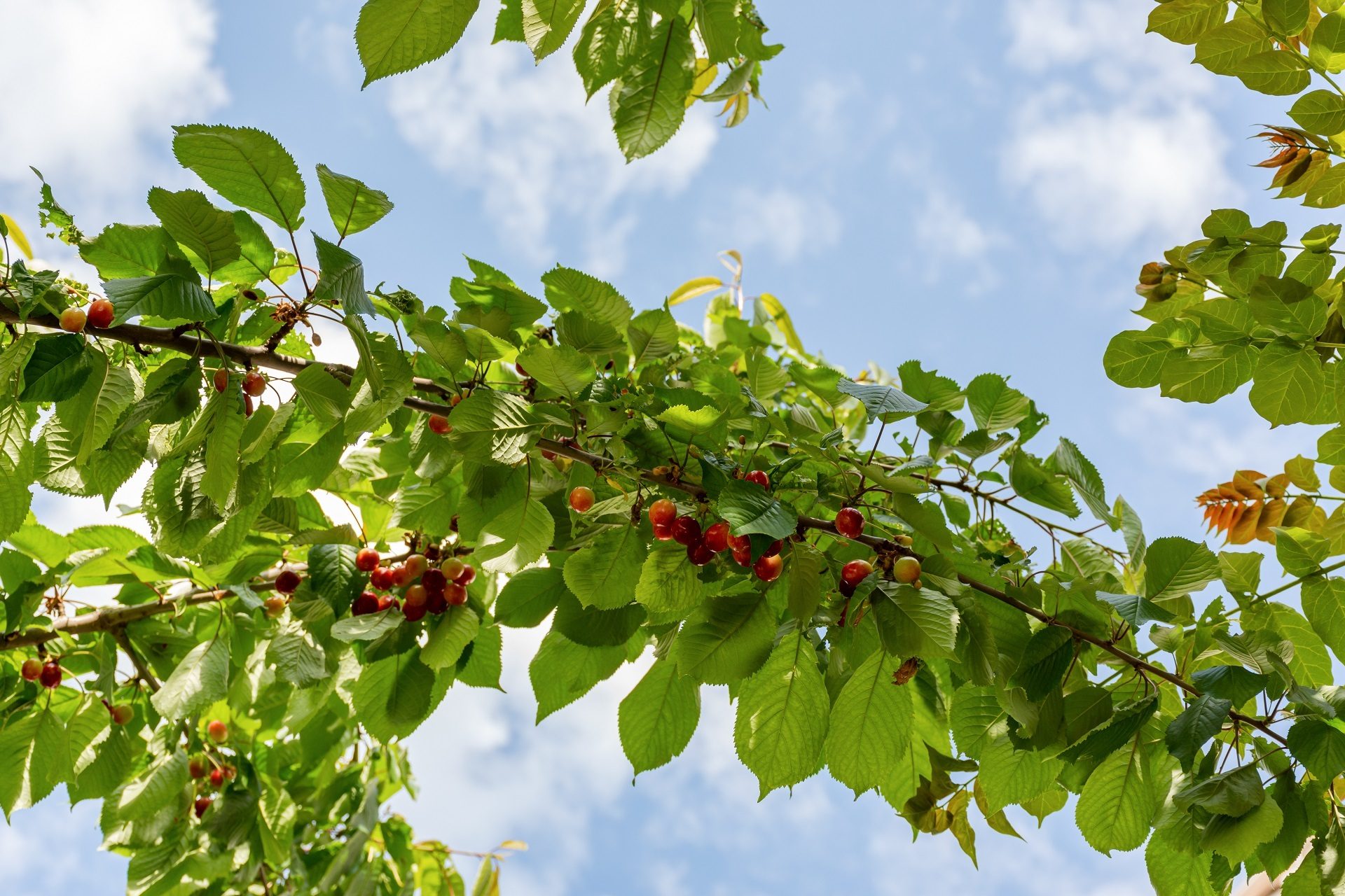 Woody plant, Sky, Cloud, Fruit, Branch, Berry