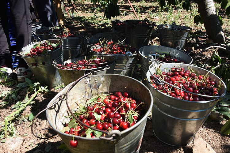 Bird's eye chili, Natural foods, Plant, Ingredient, Food, Peperoncini, Spice