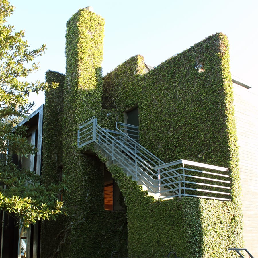 building covered in fig vines