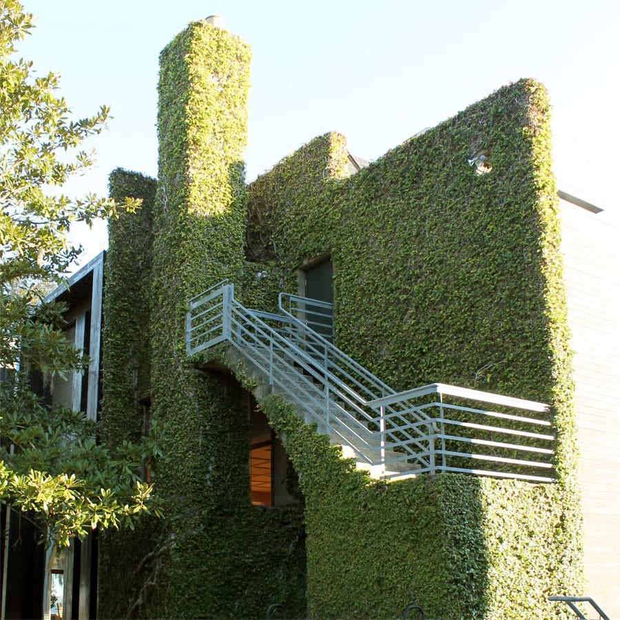 building covered in fig vines