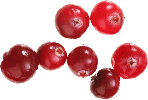 group of multiple cranberries closeup