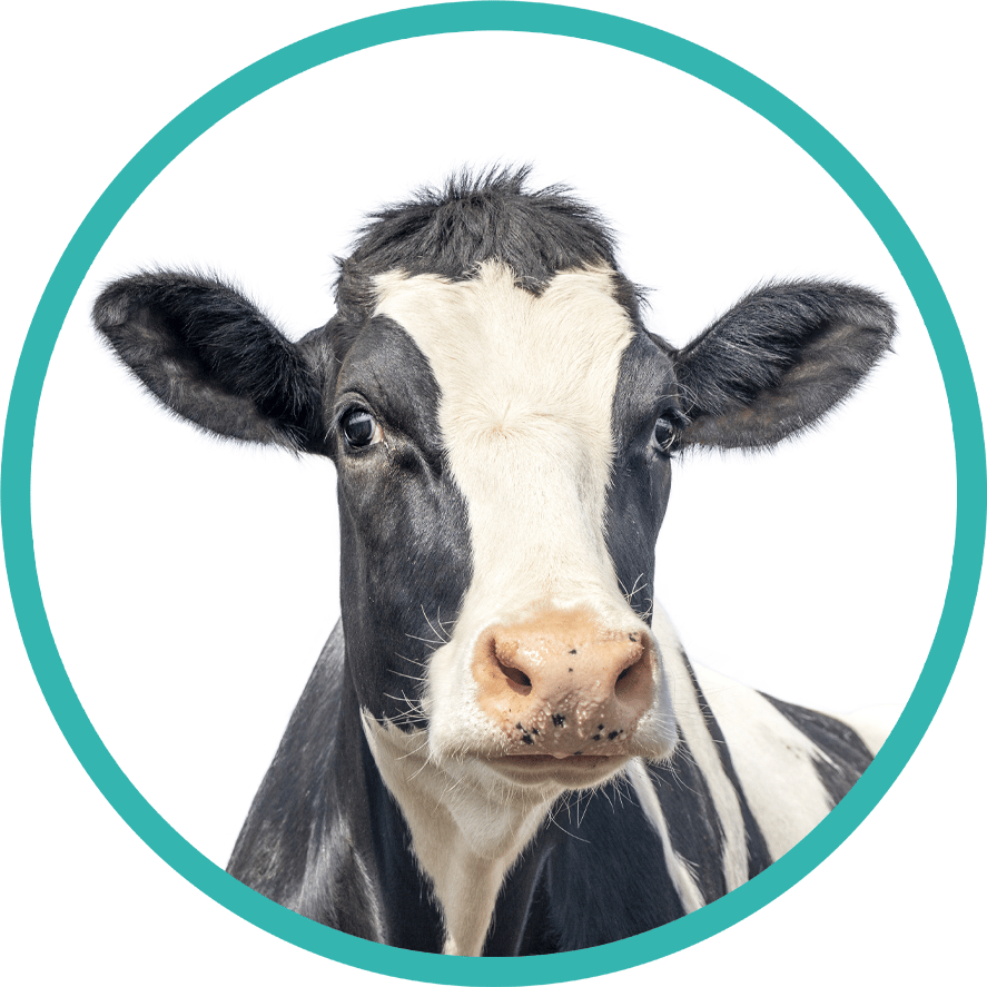 Working animal, Dairy cow