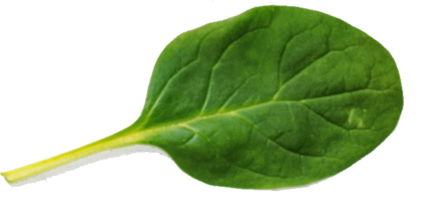 single leaf of spinach close up