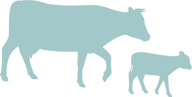 silhouette of adult cow and baby calf walking