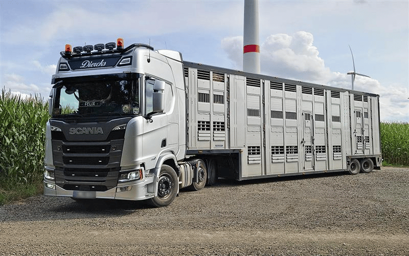 A silver Scania truck with a livestock trailer parked on gravel near a cornfield and wind turbines.