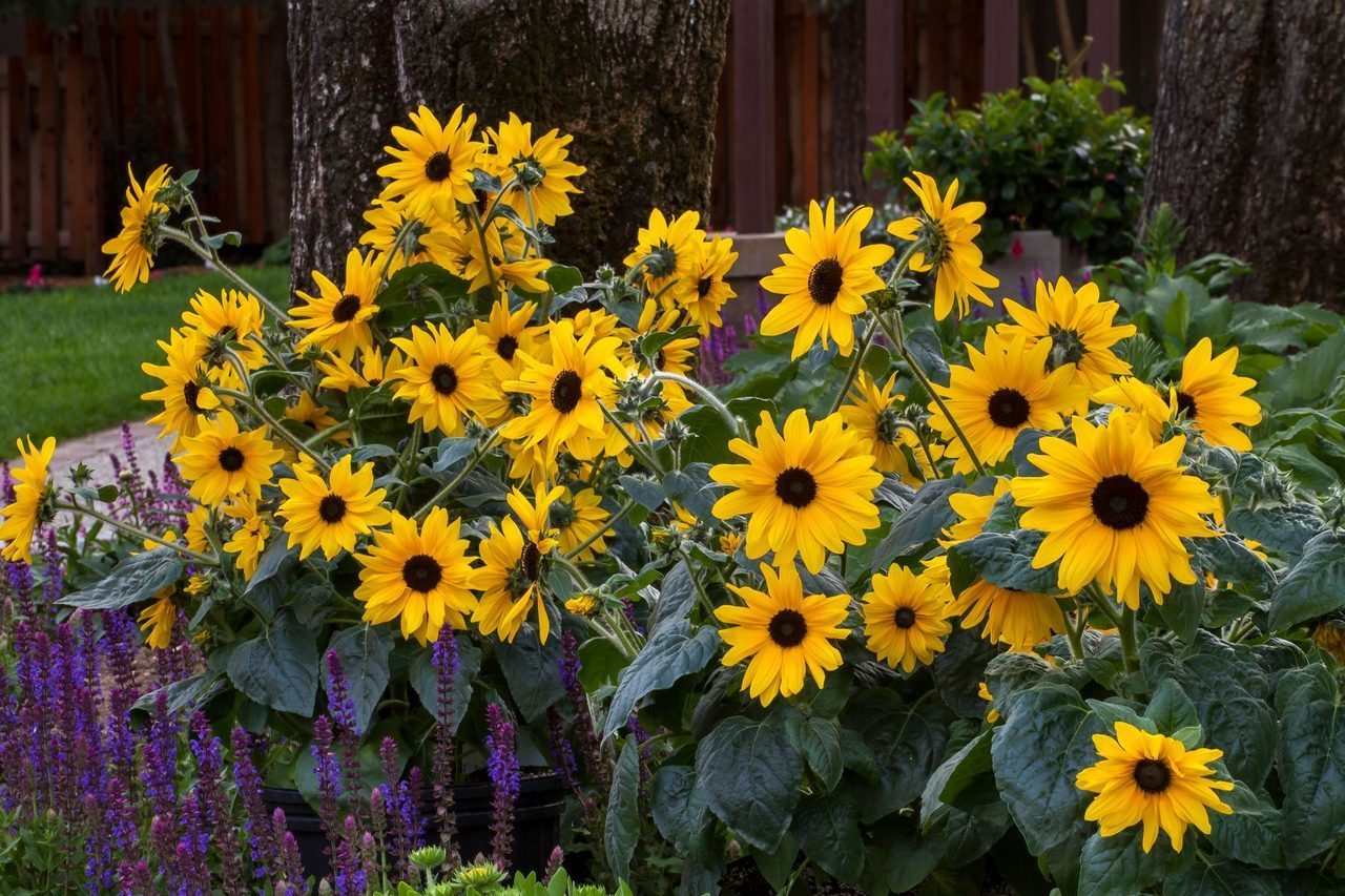 Herbaceous plant, Flower, Petal, Botany, Leaf, Nature, Yellow, Vegetation, Biome