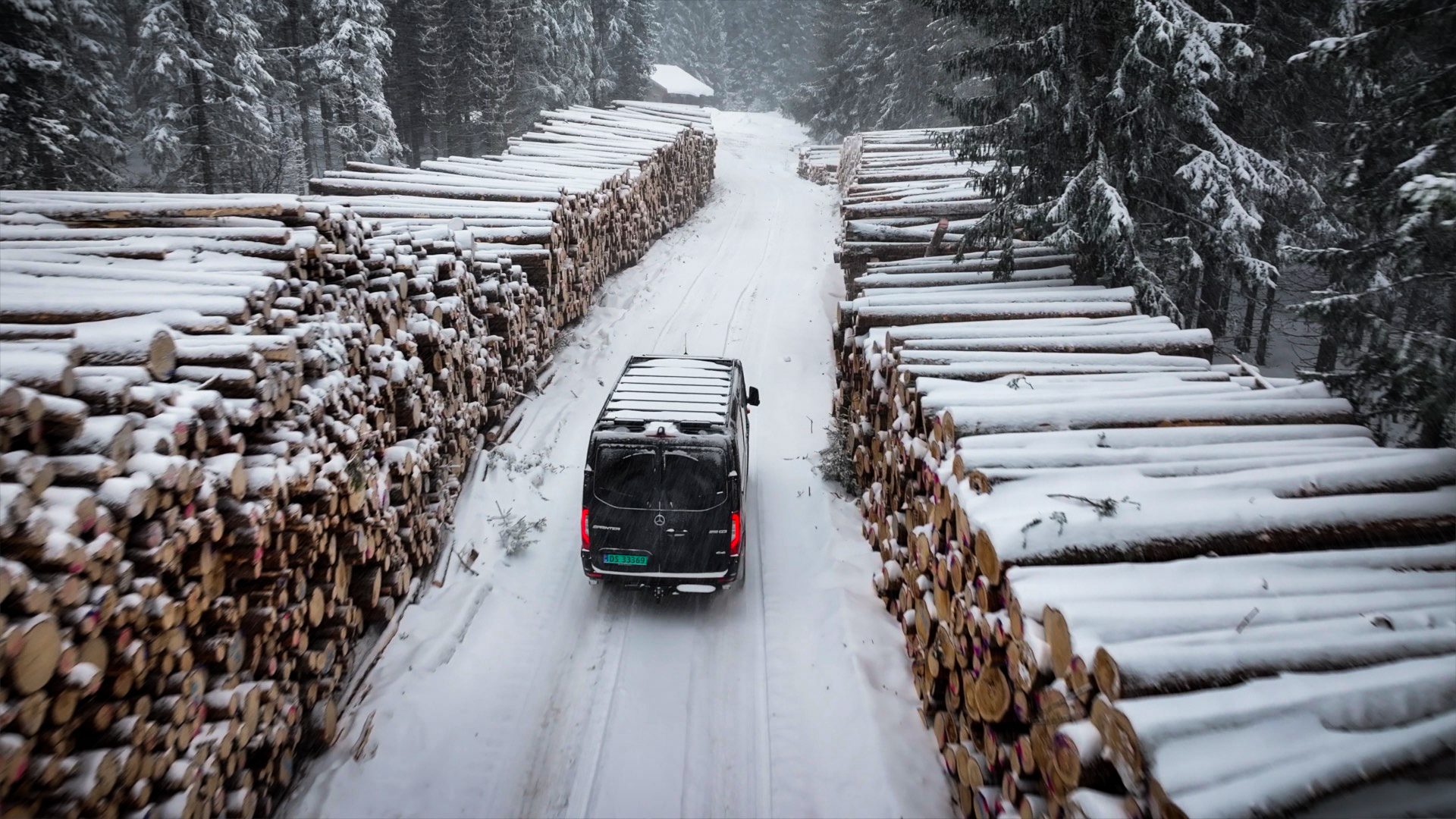 Spruce-fir forests, Forest, Logging, Larch, Winter