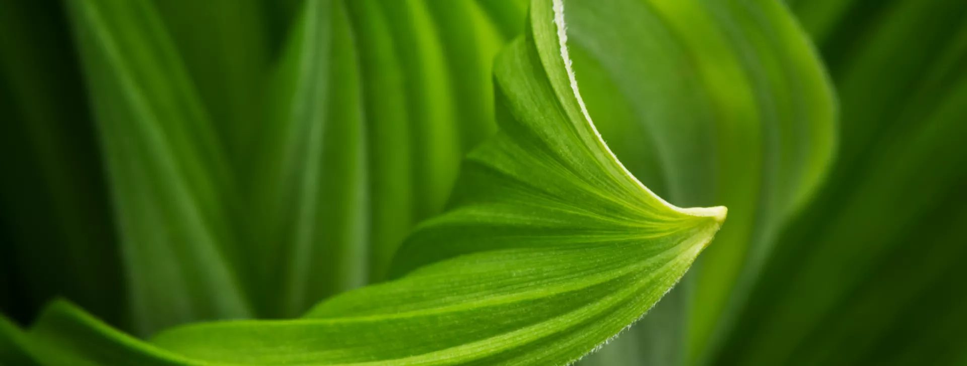 Macro shot of vibrant green leaves, highlighting organic curves and subtle textures.