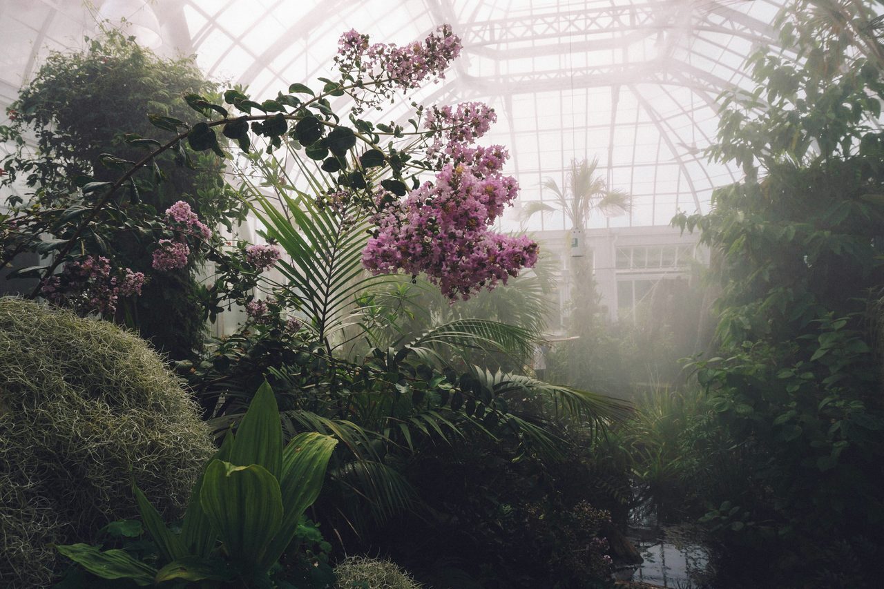 Terrestrial plant, Flower, Branch, Window, Vegetation, Sunlight, Grass