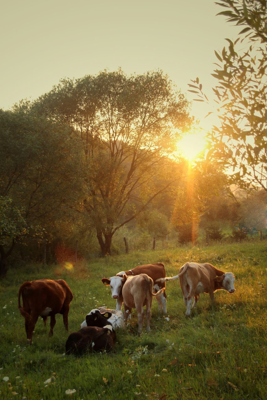 Natural landscape, Atmospheric phenomenon, Plant, Sky, Ecoregion, Tree, Sunlight, Grass, Grassland, Fawn
