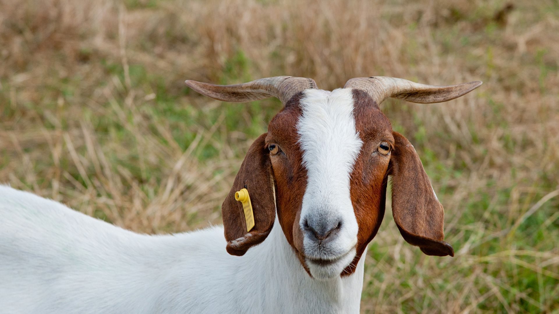 Close-up of a brown and white goat with horns and a yellow ear tag.