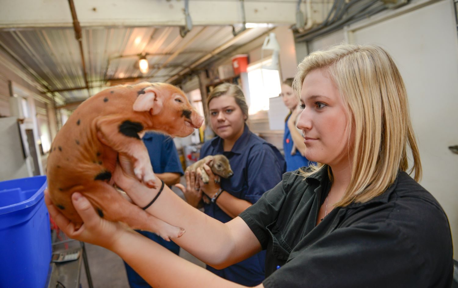 A woman holds a spotted piglet, looking at it. Another person holds a piglet in the background.