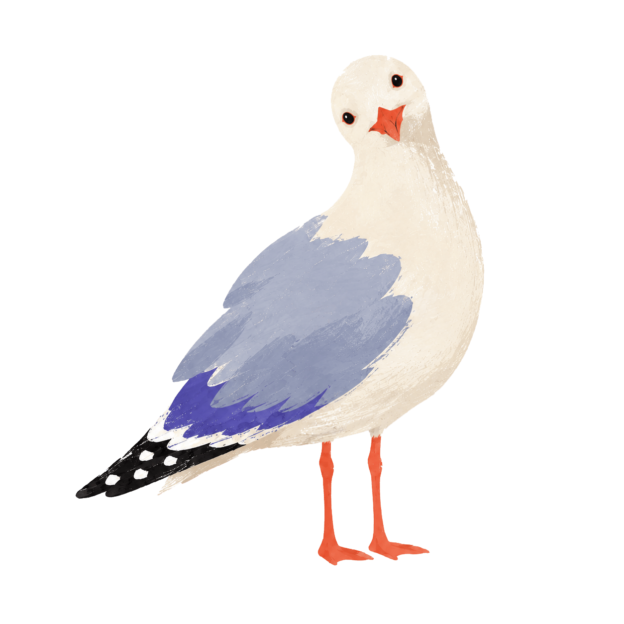 A whimsical cartoon illustration of a seagull with white and blue feathers, orange beak and legs, and a tilted head.