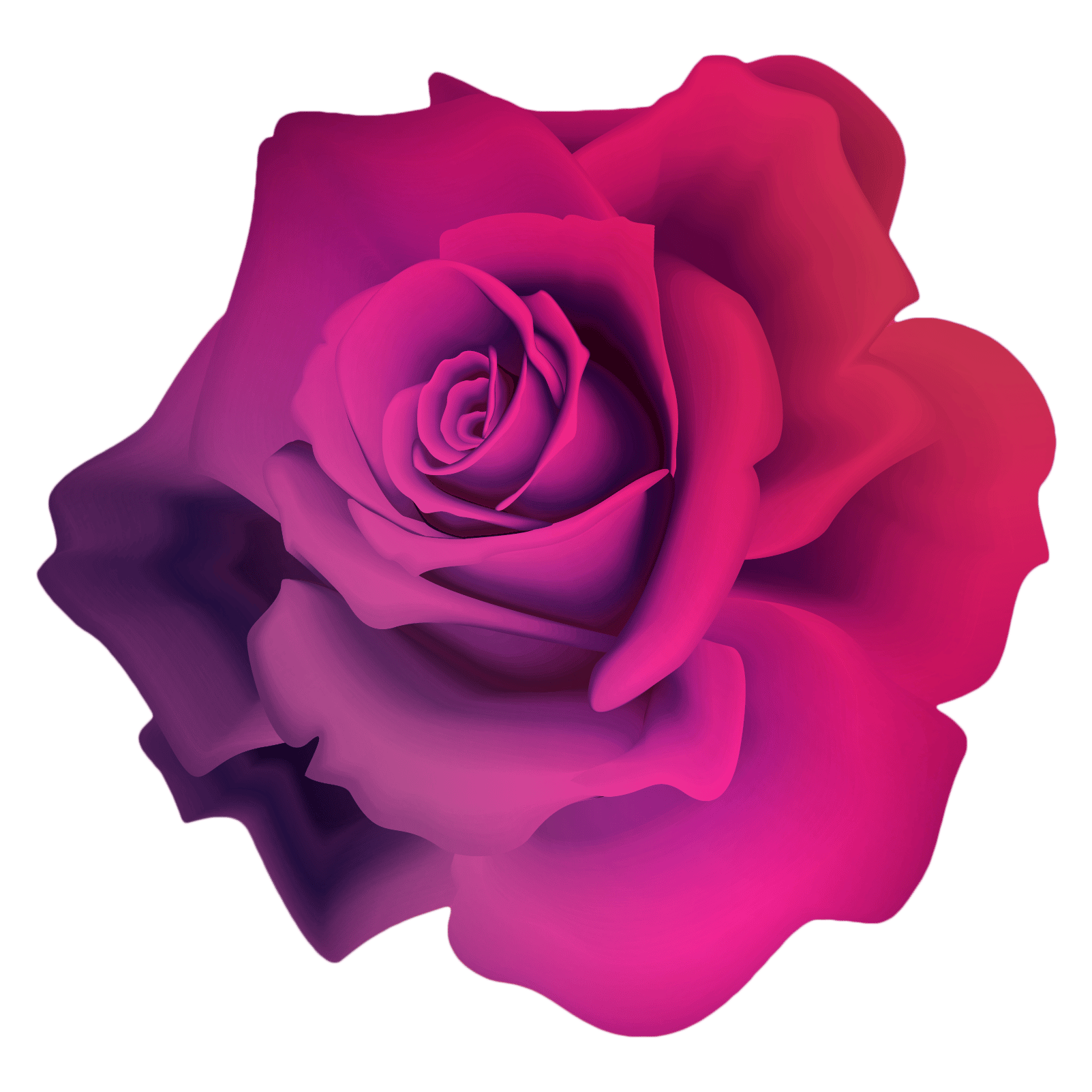 Hybrid tea rose, Flower, Plant, Petal, Pink, Violet