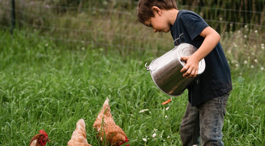 Boy feeding chickens from a bucket in a grassy field.