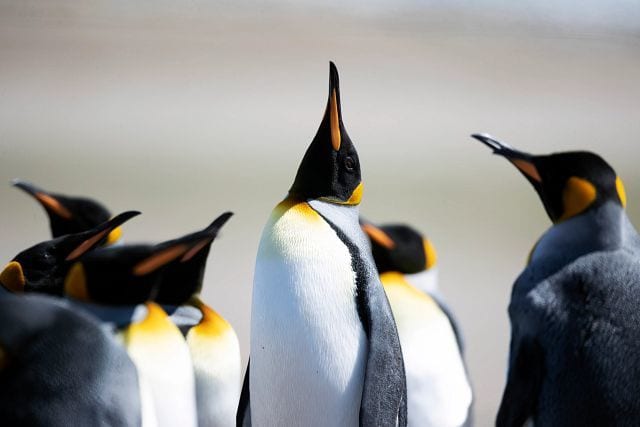 Emperor penguin, Photograph, Vertebrate, White, Beak, Mammal, Yellow, Bird