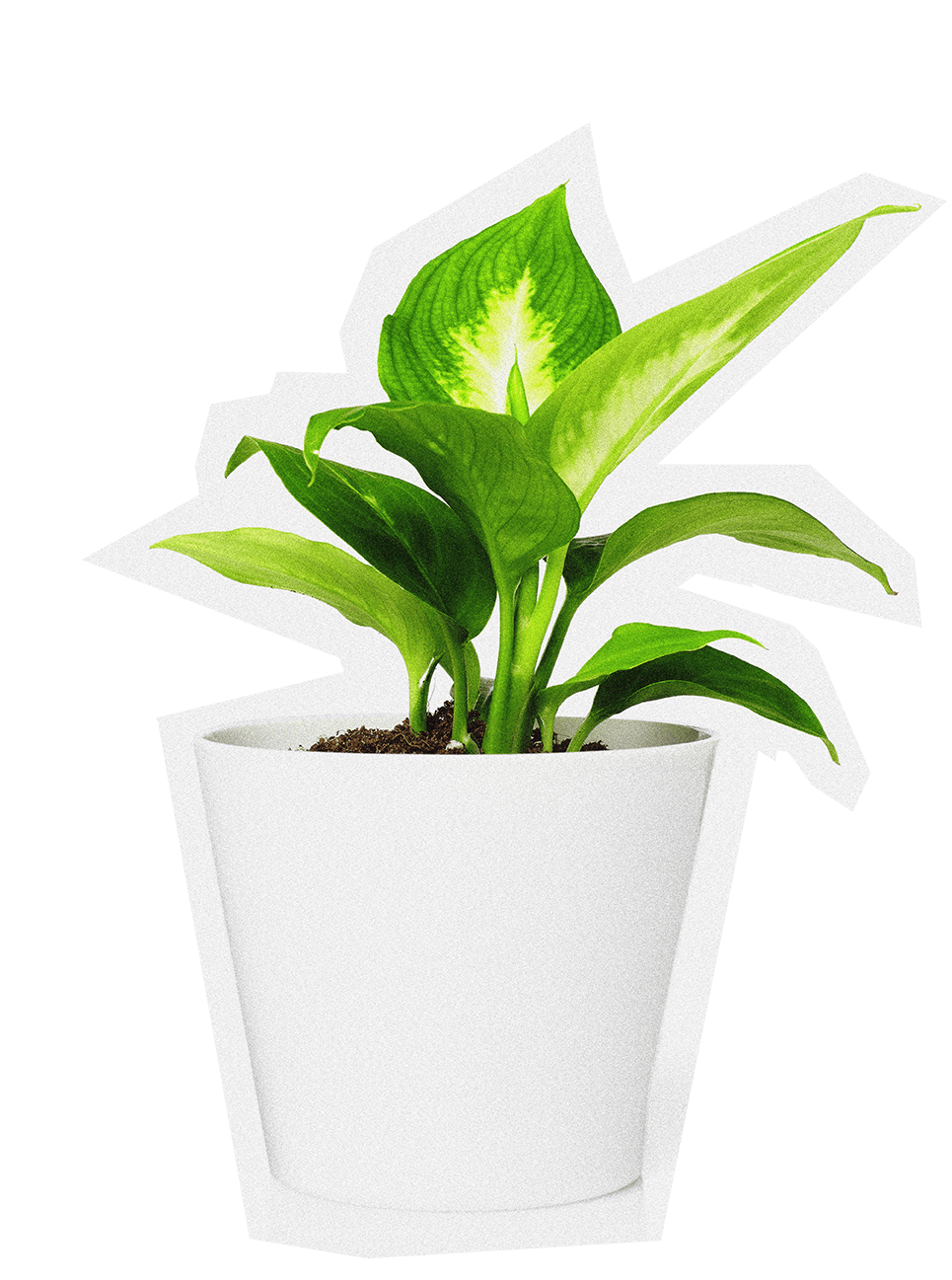 Terrestrial plant, Houseplant, Flowerpot, Tree