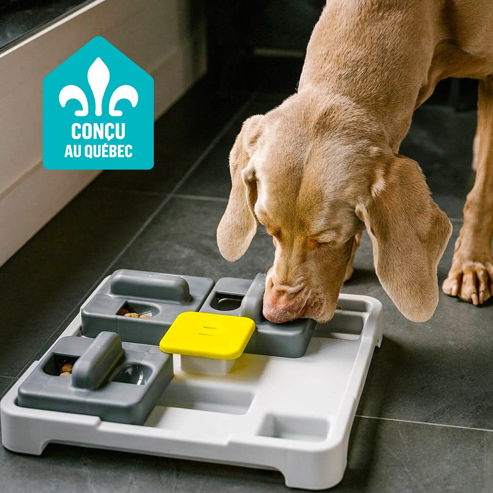 Light brown dog sniffing a grey and yellow interactive puzzle feeder for treats.