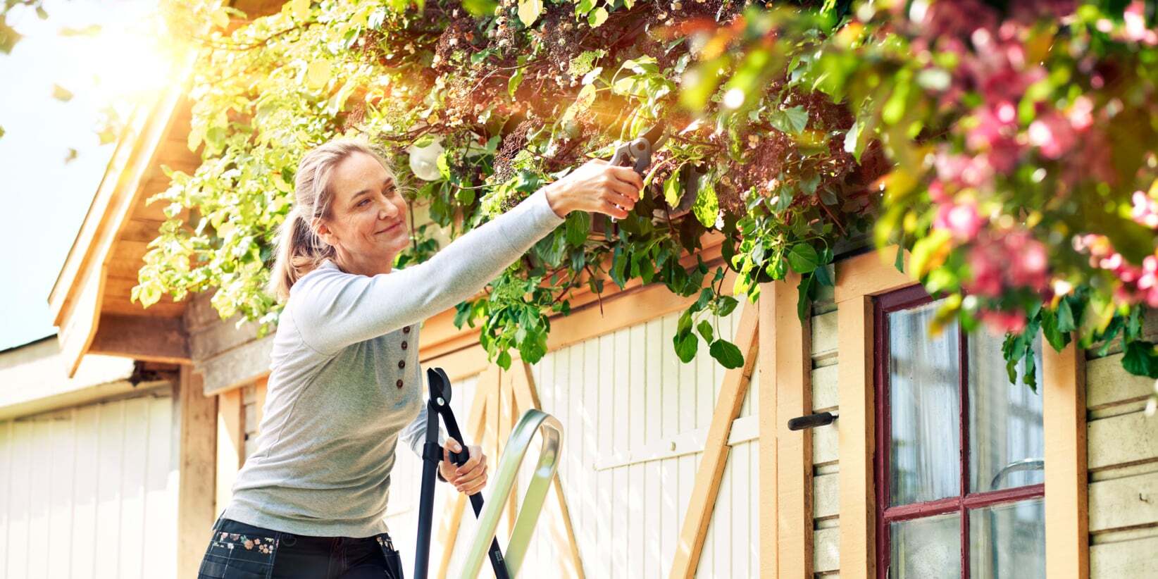 A woman on a ladder pruning overgrown vines on a shed in bright sunlight.