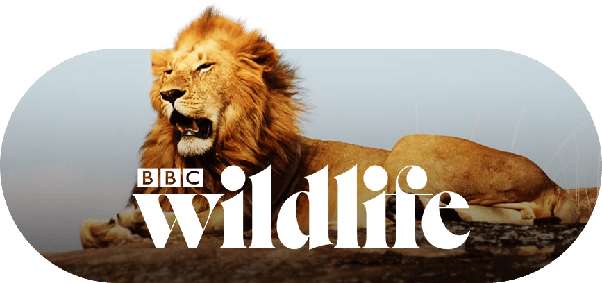 A male lion with a golden mane lies on rocks, overlaid with the white 'BBC Wildlife' logo.