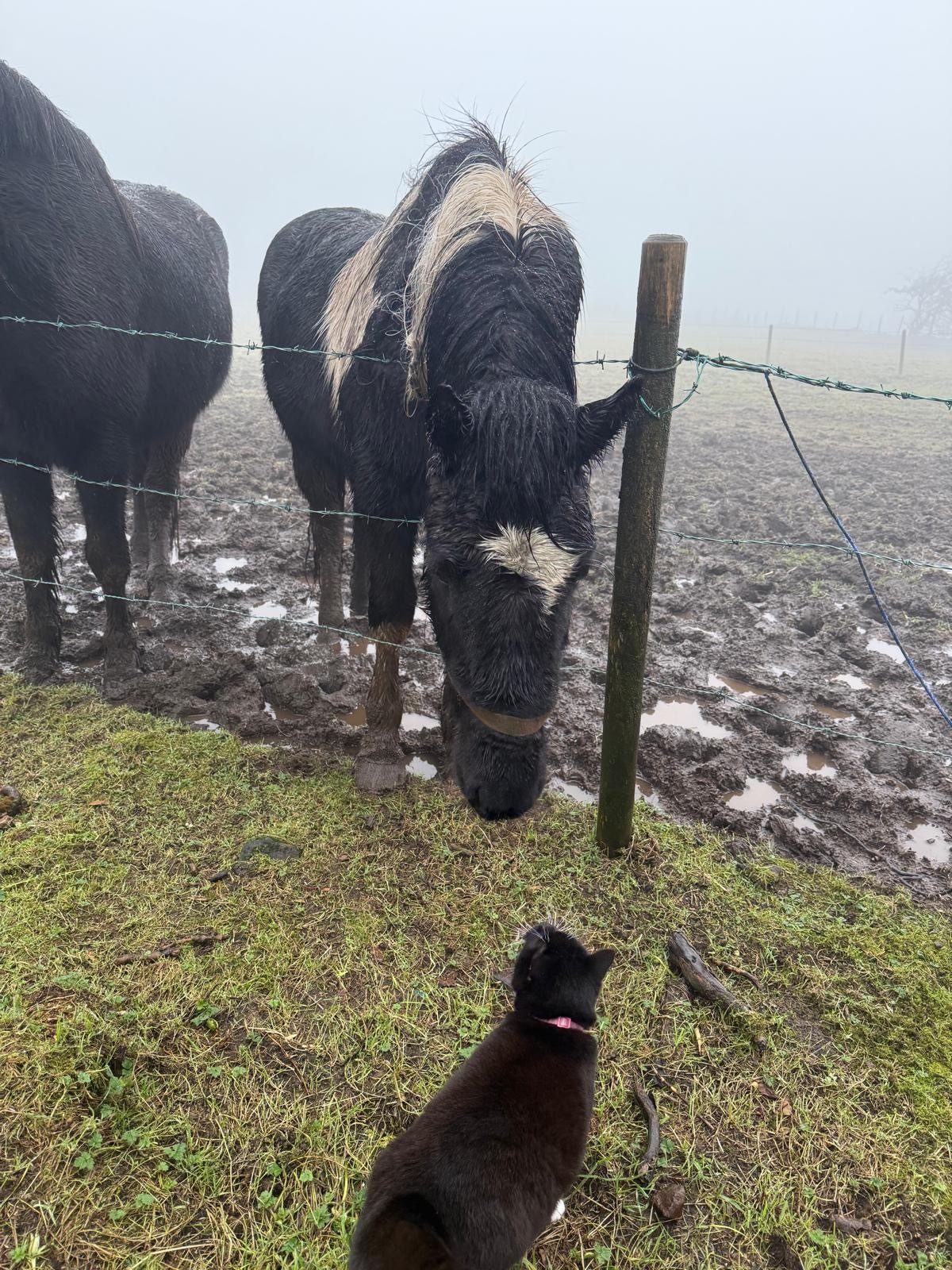 A black cat watches two wet horses in a muddy, foggy field, with one horse leaning over a fence.