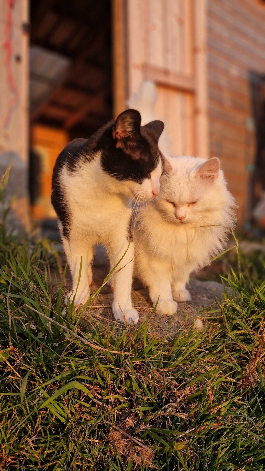 Two cats, one black and white and one white, nuzzling affectionately in sunlit grass.