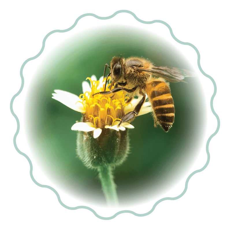 Honey bee perched on a yellow flower