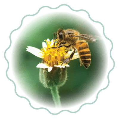 A honeybee with striped body and translucent wings collects pollen from the yellow center of a white daisy-like flower.