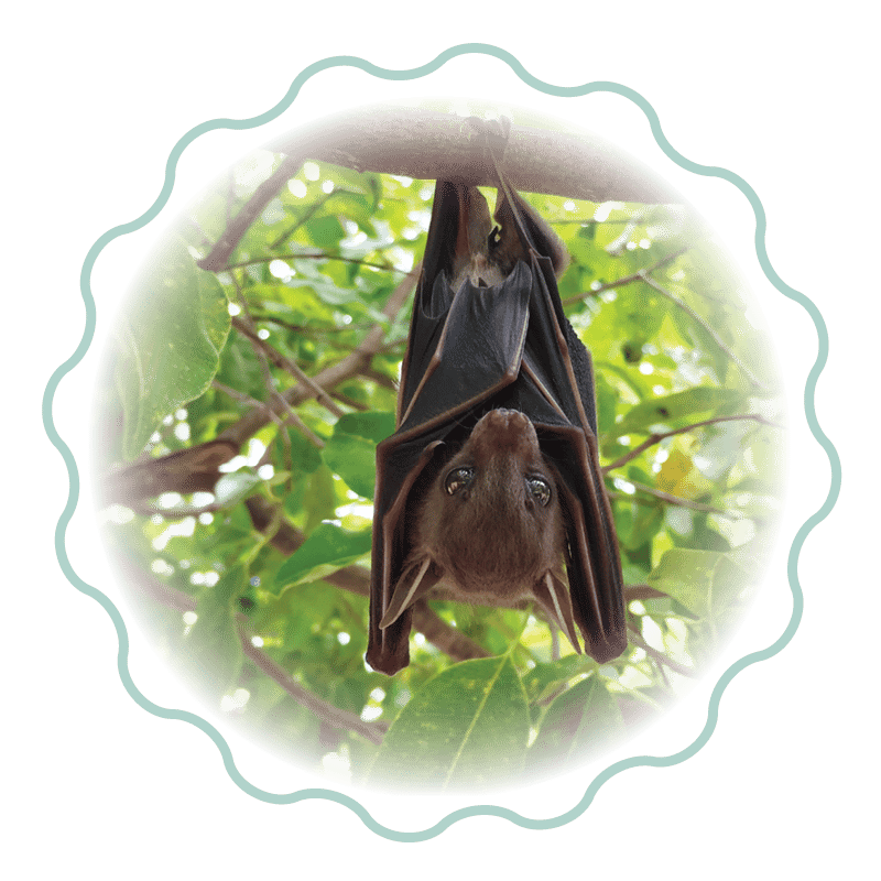 Bat hanging from a tree branch