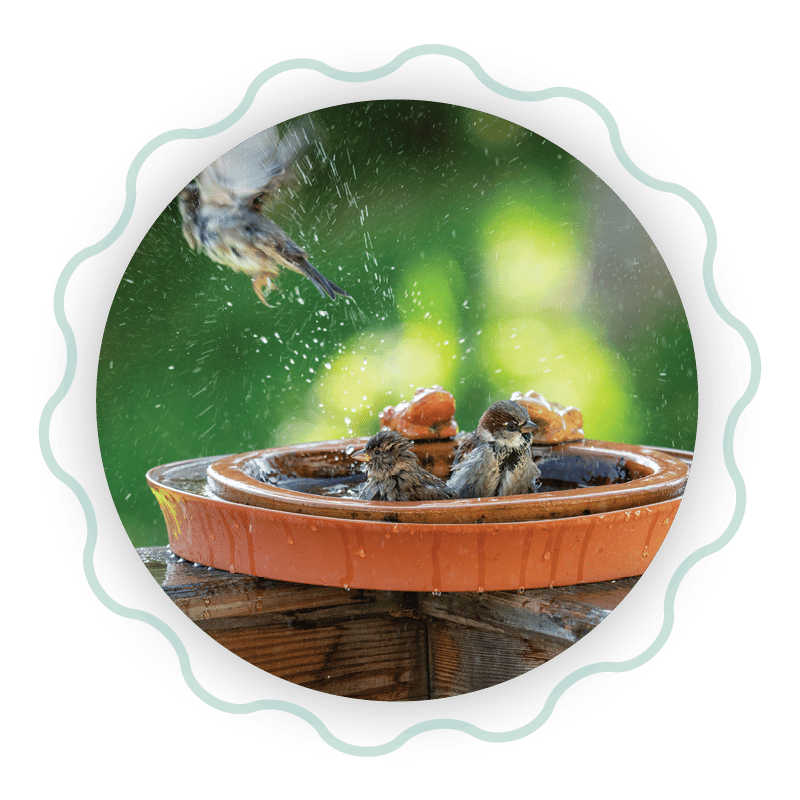Birds playing in a bird bath