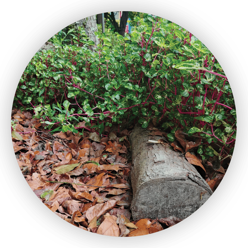 Log laying in leaves 