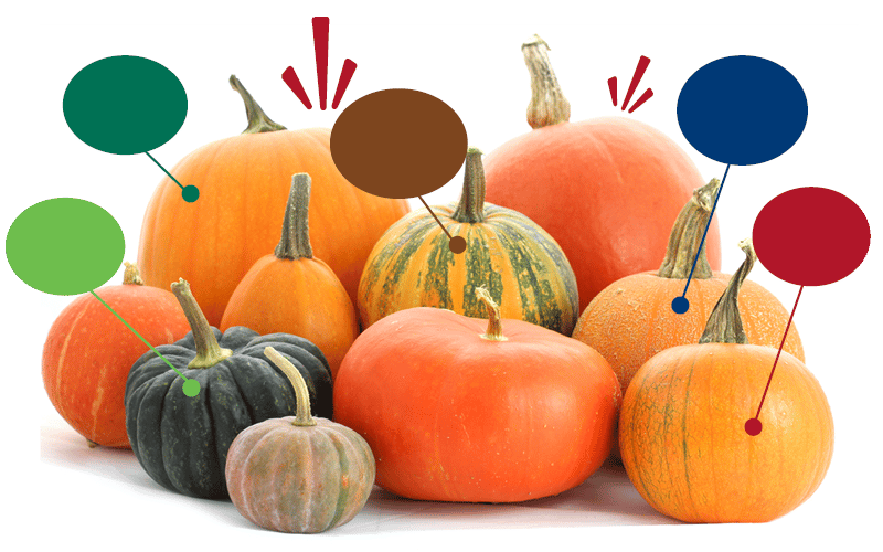 Assortment of pumpkins and gourds in various sizes and colors, including orange, green, and striped.