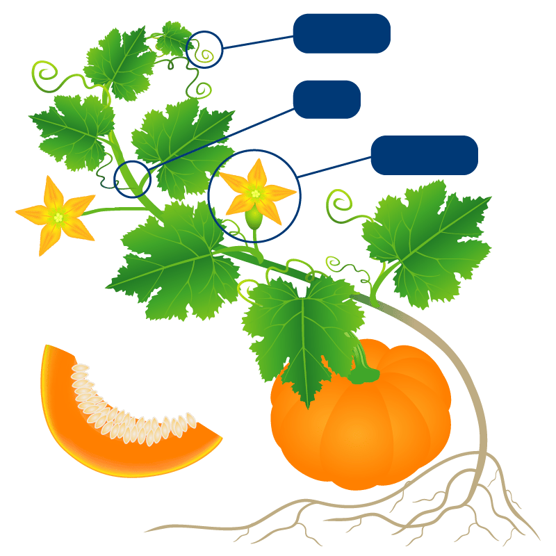 Pumpkin Diagram highlighting Tendrils, Vine and Blossoms.