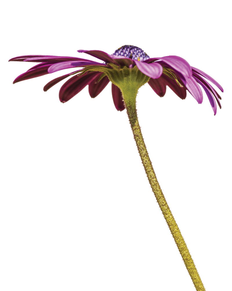 Large purple flower with a green stem