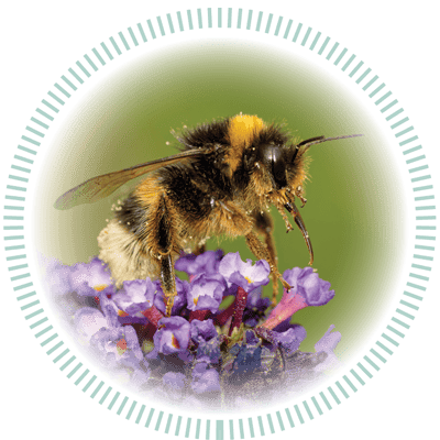 Close-up of a fuzzy bumblebee with its tongue extended, gathering nectar from small purple flowers.