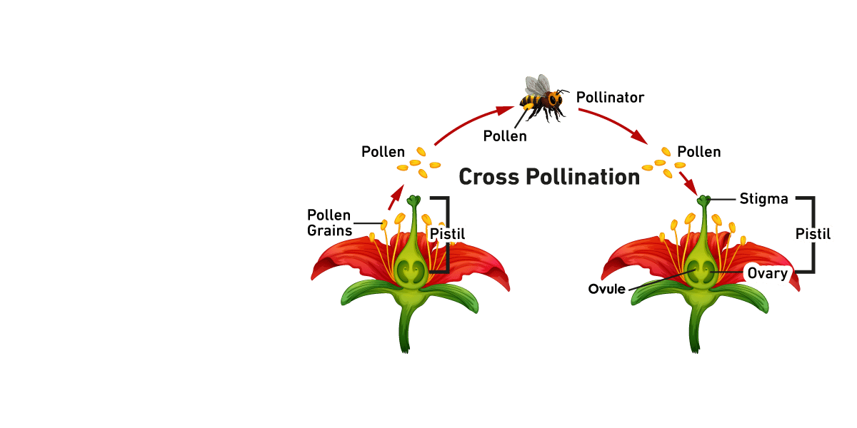 A diagram illustrating cross-pollination, showing a bee carrying pollen from one flower to another, with key parts like pistil, stigma, ovary, and ovule labeled.