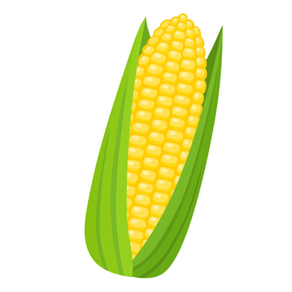 Yellow ear of corn in green husks, white border.