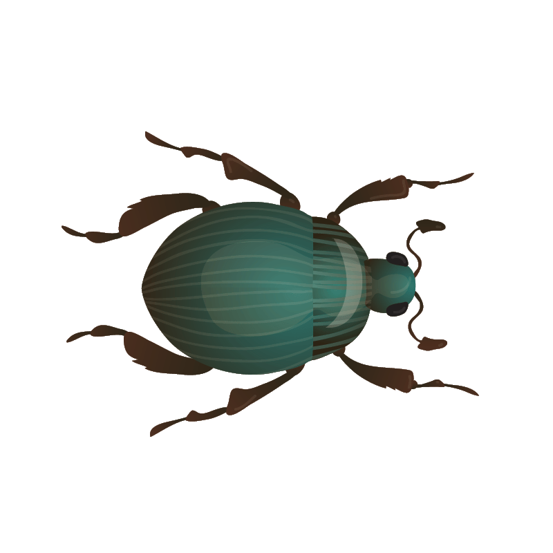 green beetle illustration with white outline