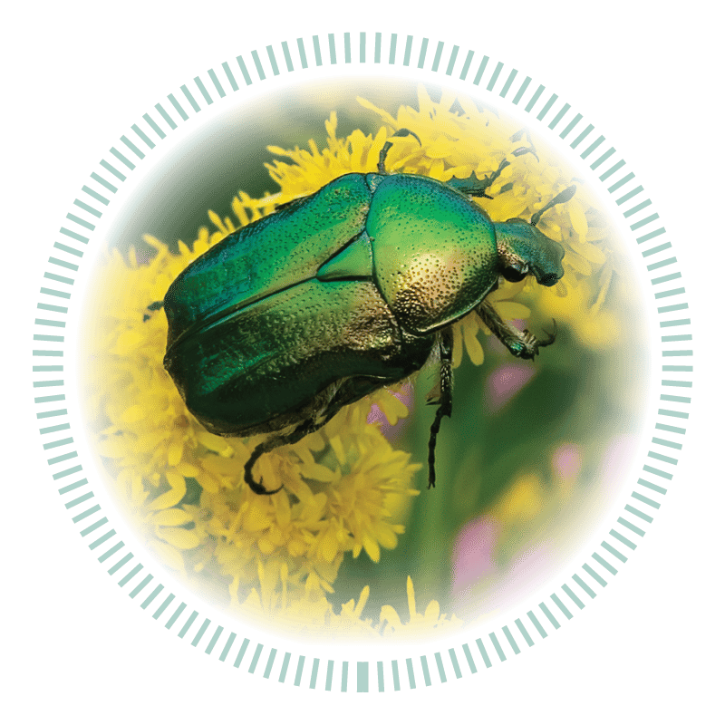 Green beetle walking on a yellow flower