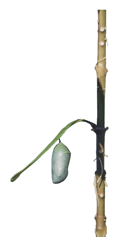 Chrysalis of monarch butterfly hanging from a plant
