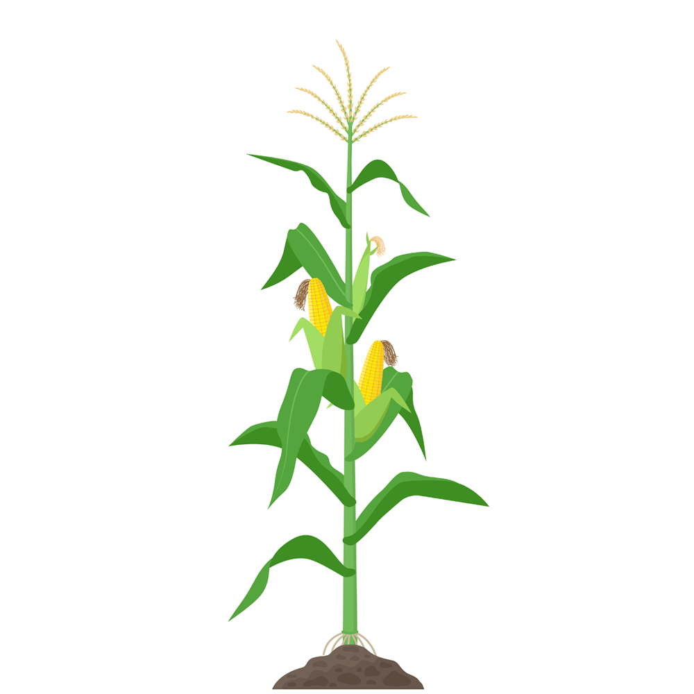 A tall green corn plant with two ripe yellow ears, a tassel at the top, and roots in brown soil.