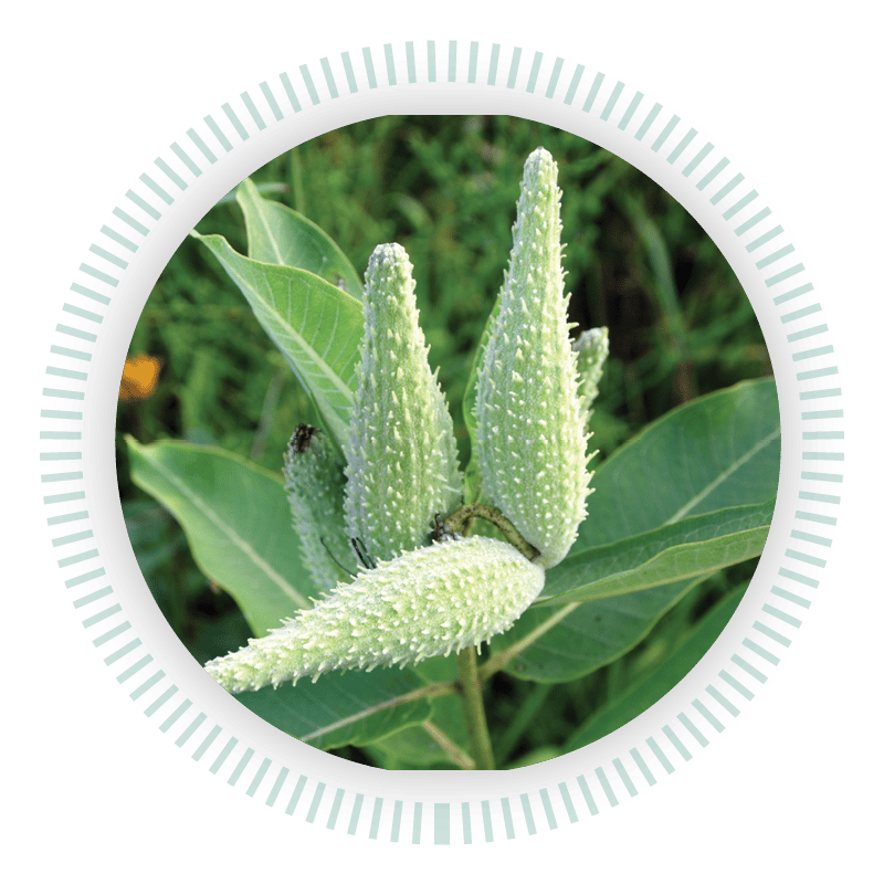 Close up of milkweed