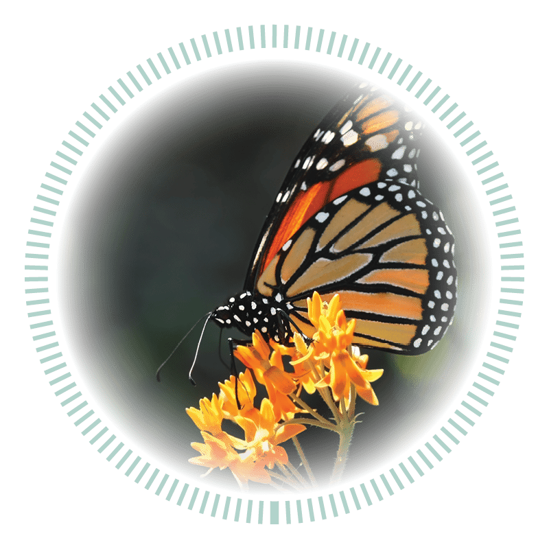 Butterfly perched on a yellow flower